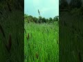 Peaceful Forest Morning - Relaxing Nature Video #nature #music #relaxing #ambientnature #forest