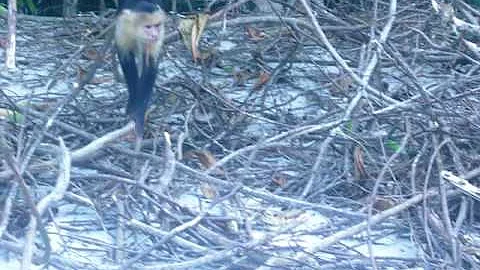 Monkey Attack- Manuel Antonio