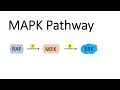 Voie map kinase mapk avec raf mek et erk