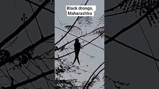 Black drongo seen preening, sitting on a Gulmohar tree at dusk at Pune