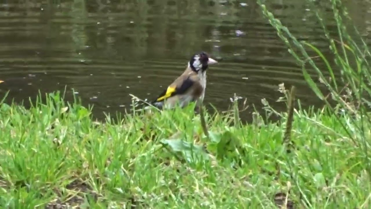 Stieglitz Distelfink Bad in Pfütze Fink Finken Vogel Vögel Singvogel bird carduelis