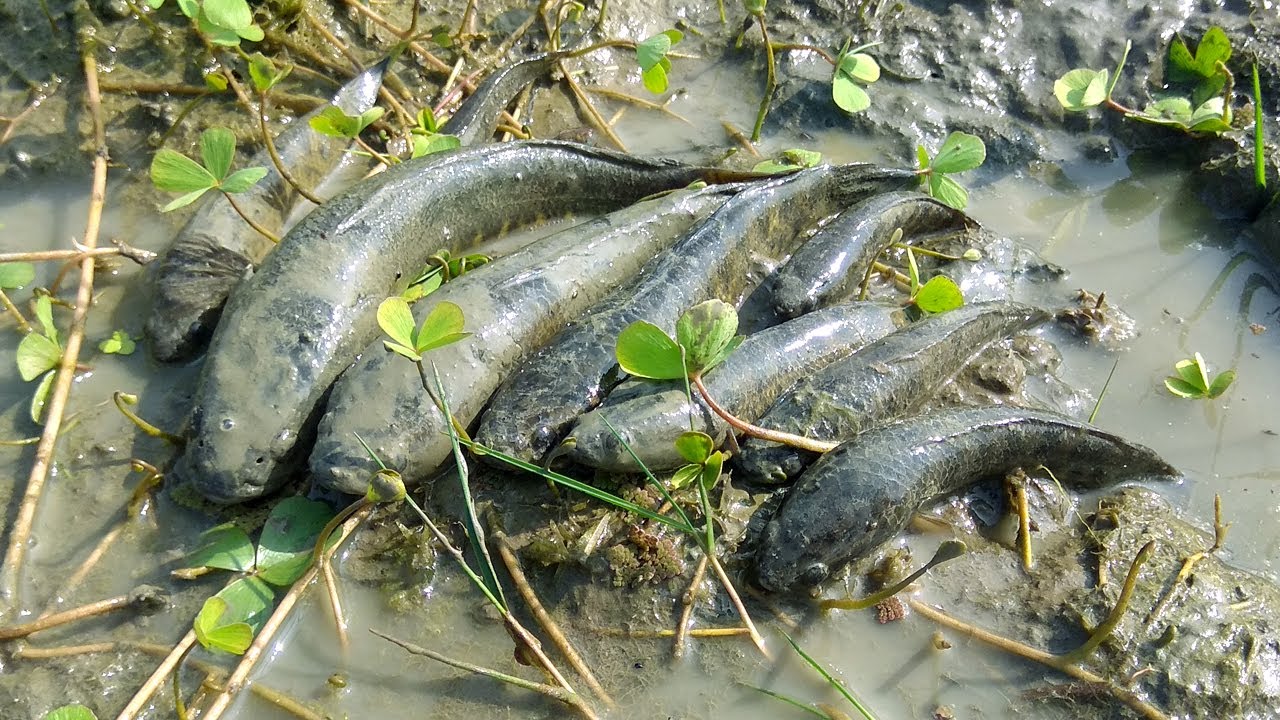 Muddy water fishing video Catching fish by hand from muddy water