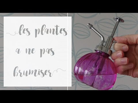 À savoir : les plantes à ne surtout pas brumiser | SERIE Gérer l'humidité pour les plantes