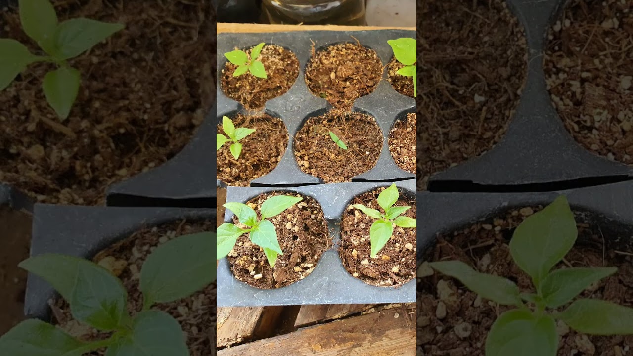 Cultivo de chile habanero en casa👌🌱