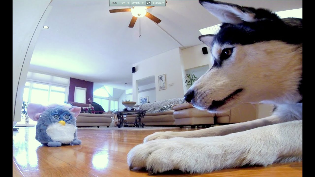 Dududu, What Are You Talking About? Cute Siberian Husky Dog Argue