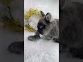 うさぎさんの赤ちゃん、恥ずかしいシーン///