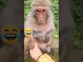Funny Laughing Monkey