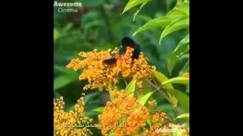 تلاوة تريح القلب ( فَبِذَٰلِكَ فَلْيَفْرَحُوا )