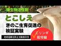 微生物活性剤とこしえ～きのこ生育促進の検証（エリンギ栽培編）