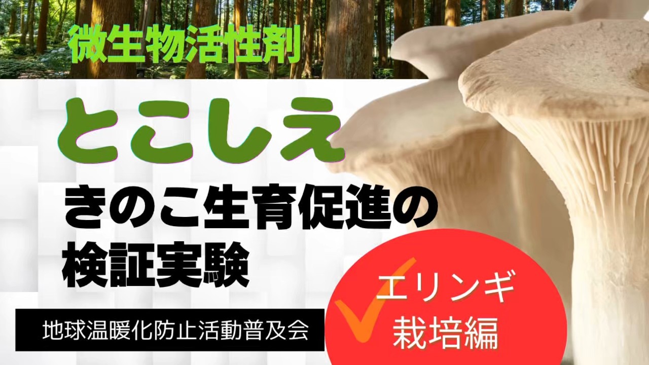 微生物活性剤とこしえ～きのこ生育促進の検証（エリンギ栽培編）