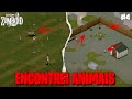 🦌ENCONTREI ANIMAIS| SÉRIE LARGADOS E PELADOS APOCALÍPTICA  EP. 4 🧟‍♂️