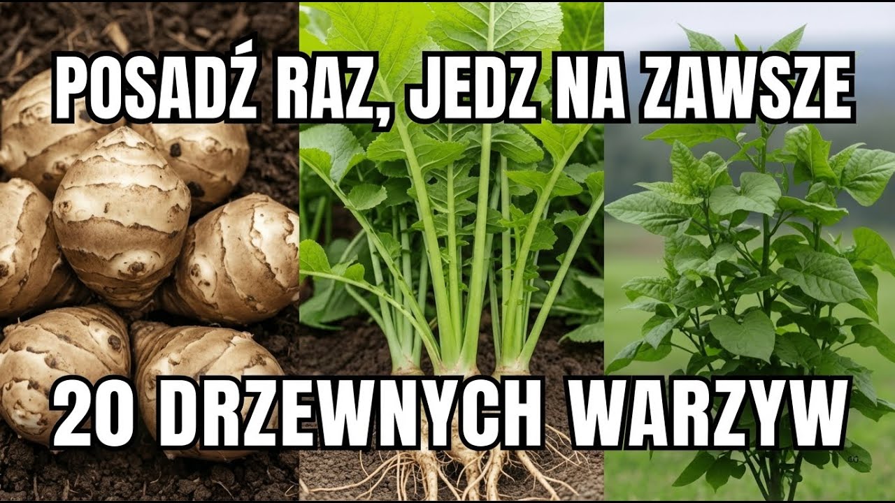 Te 20 Warzyw Rośnie Jak Drzewa OWOCOWE! Zasadź Raz, Jedz Na Zawsze