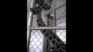 Giraffe At Zoo Licking Fence