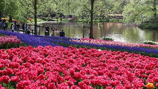 Keukenhof 2023 in full bloom - The beautiful spring garden full of color on a sunny day - 4K