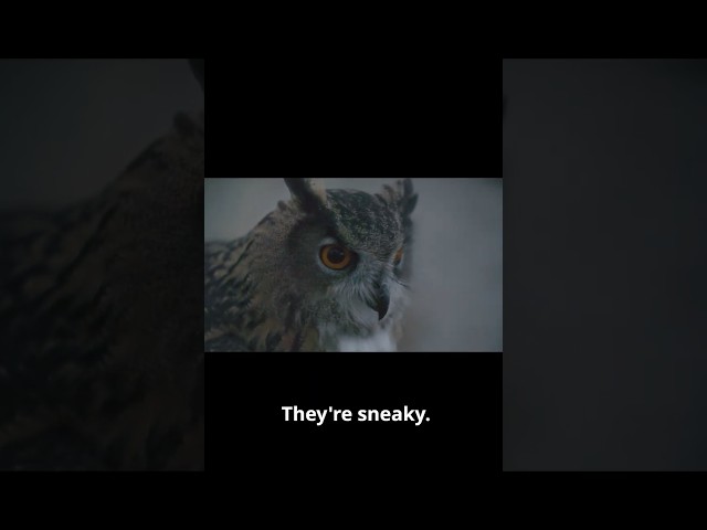 How Owls Hunt So Silently at Night | #DeepLook #shorts #owls