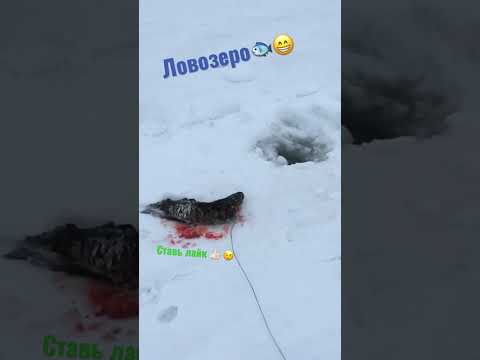 Video: Lovozero ezers, Murmanskas apgabals: foto, apraksts