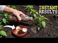 Stop Buying Fertilizer! 25 FREE Grandma Gardening Hacks That Give Instant Results This May
