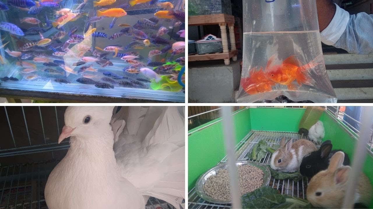 Kolathur Vlog First Visit to Kolathur Aquariums Going to buy Fish