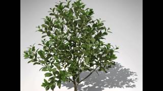 XfrogPlants Cherry Laurel 3D model from CGTrader.com