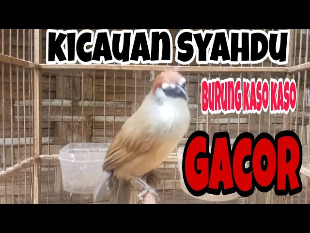 pancingan burung kaso kaso biar rajin bunyi gacor class=