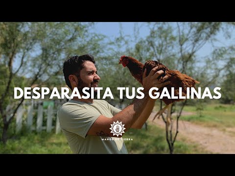 3 Formas Efectivas Para DESPARASITAR A TUS GALLINAS/ tips gallinas/manos de tierra