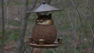 Bird Watching For Cat 1