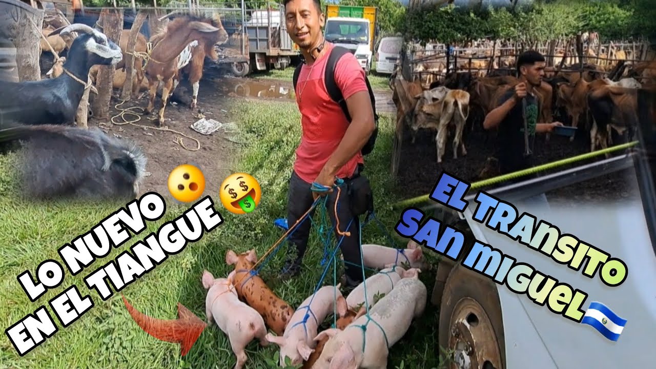 EL TIANGUE DE EL TRANSITO SAN MIGUEL 