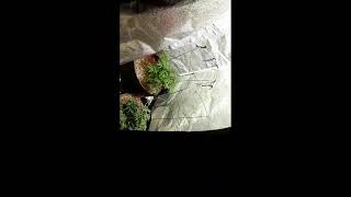 Adam squatch Live Stream