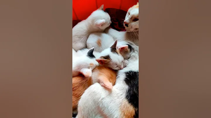 Cute kitten's drinking milk❤️😻#shorts #shortsfeed #cute #cat #catlover #viralvideo #trending #trend