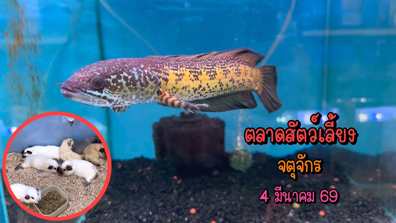 Zing’s Day l ตะลุยสัตว์เลี้ยงจตุจักร 4 มีนาคม 69 (Ep.344)