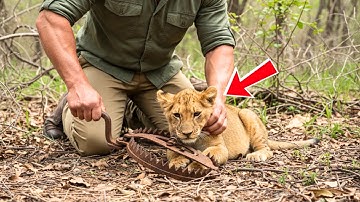A Man Rescued a Captured Lion Cub — What Happened Next Made Everyone Cry