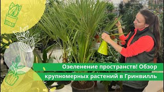 Озеленение пространств! Обзор крупномерных растений в Гринвилль