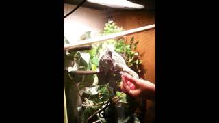 Hand Feeding A Chameleon
