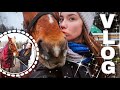 VLOG: Моя свино-лошадь и несчастная попона