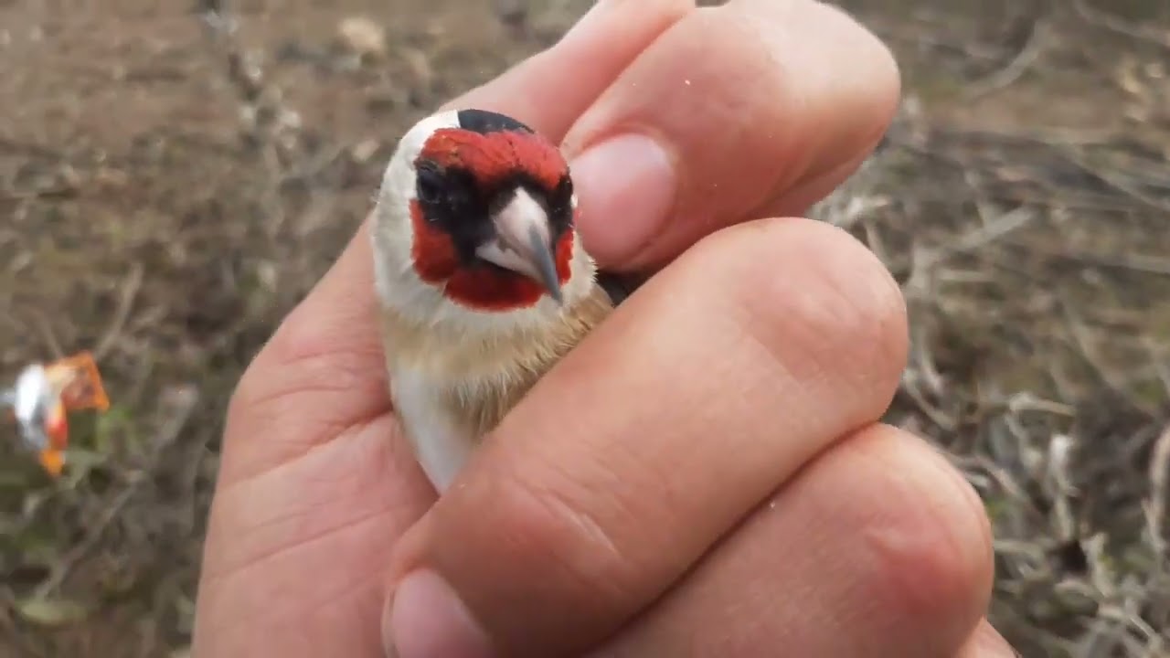 صيد الحسون المهاجر بالشبكة 