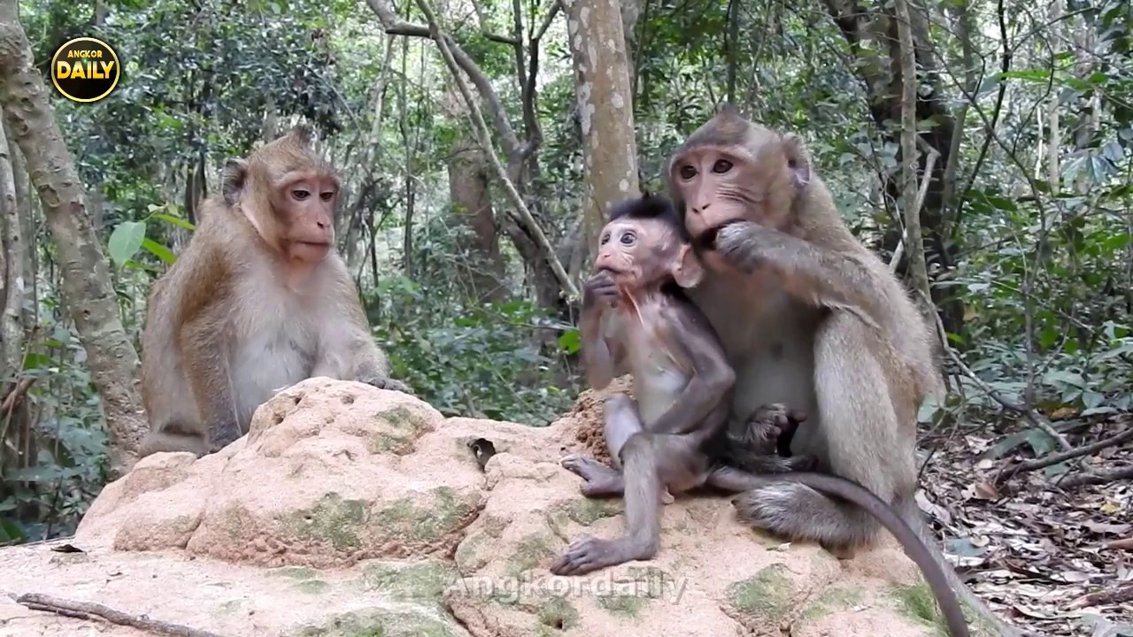 video phone beyonce mp3 The breaching and seizing baby monkey from mum, mum no power monkey Angkor daily 867