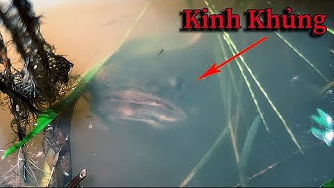 Cắm Câu Cá Lóc Mùa Lũ Bằng Mồi Cá Sặc | snakehead fishing in floating season