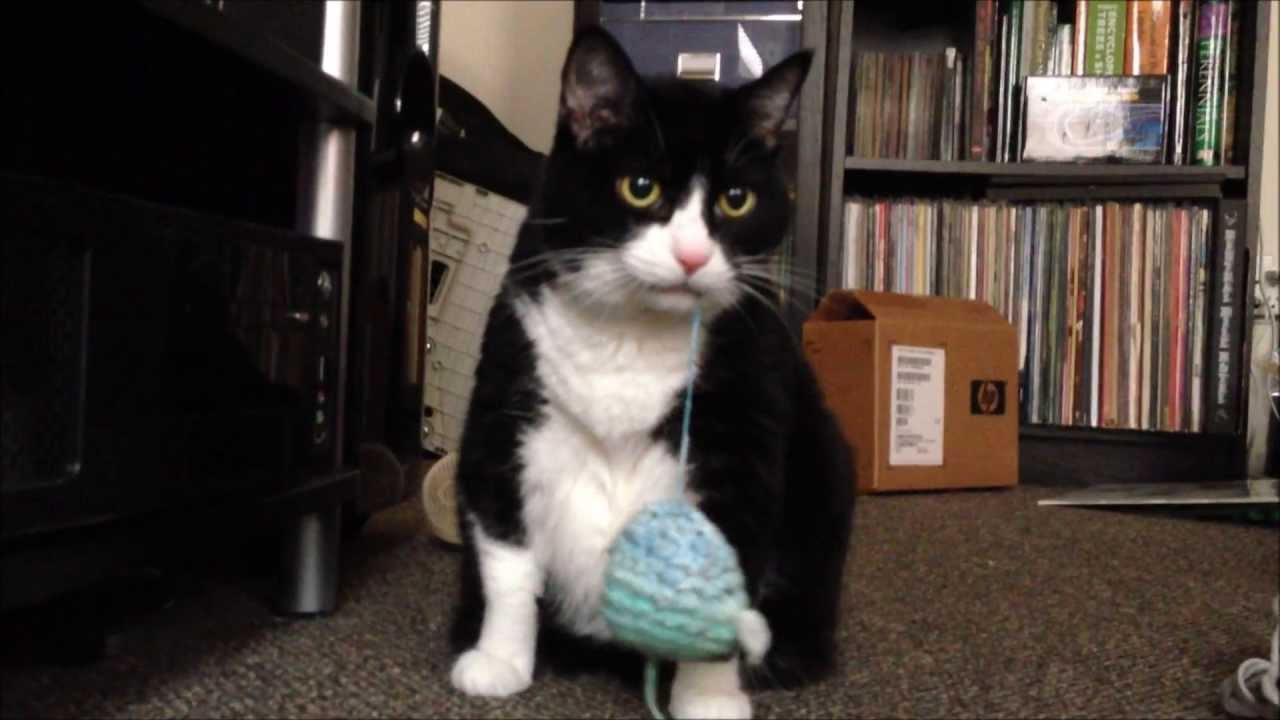 Cat eats 4 feet of yarn YouTube