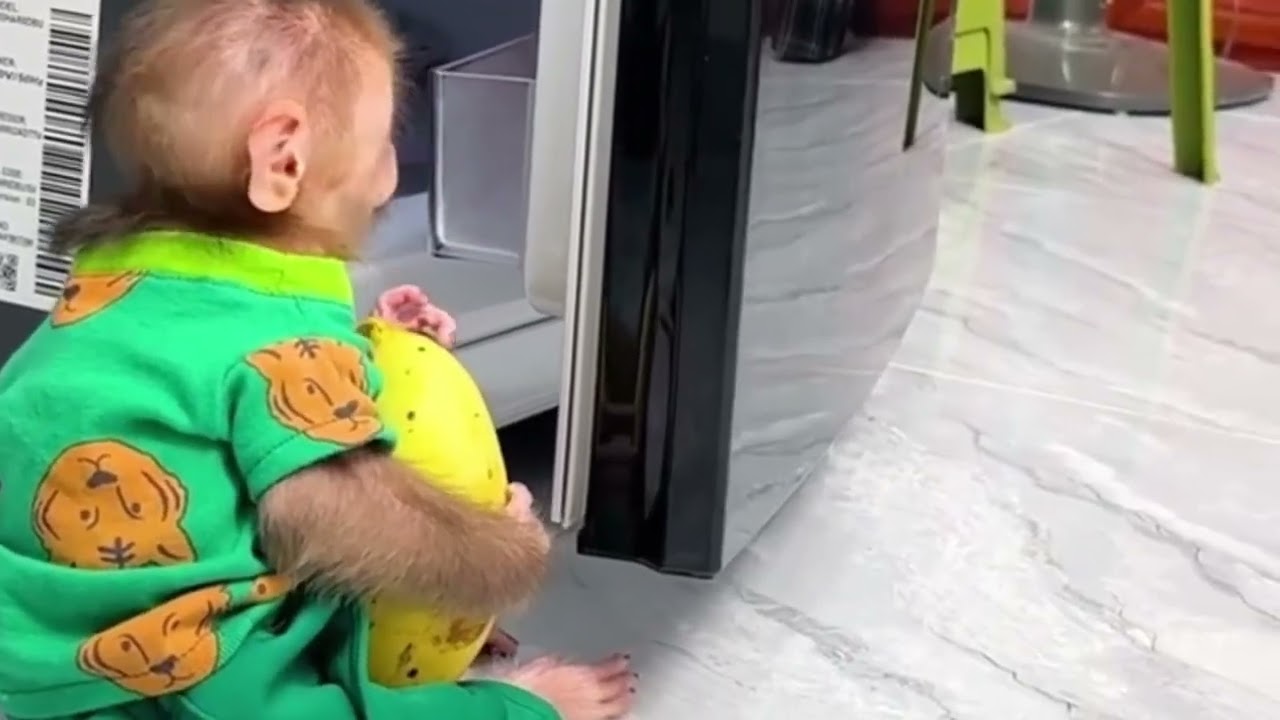 Monkey Baby   and the adventure with the magic lamp and three unexpected wishes.