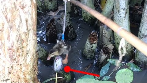 Câu cá lóc bằng vịt con, bầy khói lửa đỏ tươi và pha lú đầu táp đội tung vịt