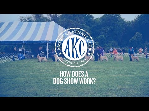 Video: How Dog Shows Are Held