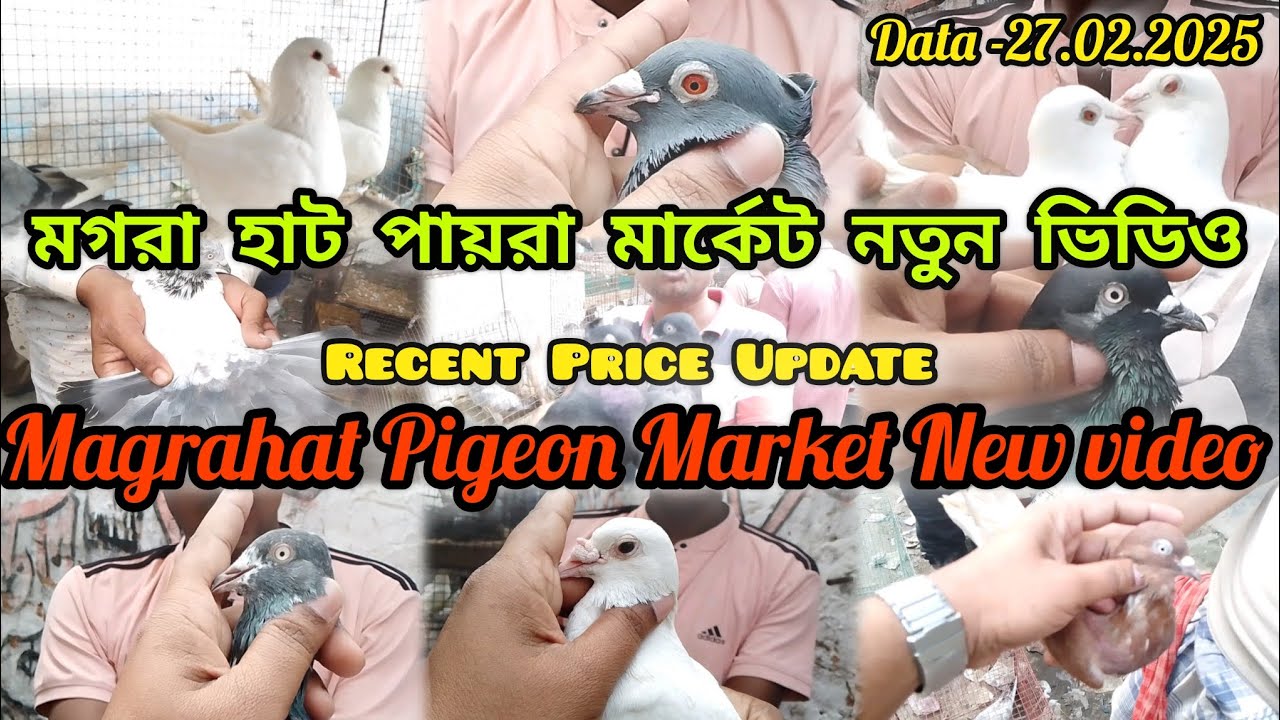 Magrahat Cheapest Pigeon Market..W.BDate..27/02/2025. মগরাহাট পায়রা মার্কেট নতুন ভিডিও