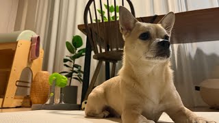 [라꿍이 시점 고모집 시리즈 몰아보기 🎥🏡 ] 1~7일차 일기 📝