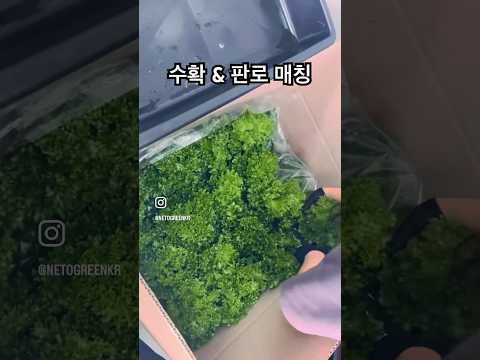 스마트팜 판로 해결! 수확 현장! #스마트팜 #네토그린 #농업 #스마트농업 #수확