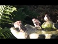 Attracting Birds to Your Garden with Running Water