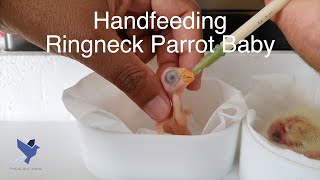 Hand Feeding Ringneck Parrot Baby | Tip to hand feeding ringneck baby parrot