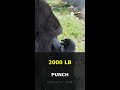 Gorilla's Punch Hits Harder Than a Pro Boxer 🦍