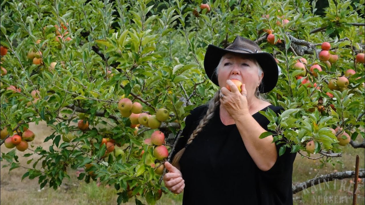 Raintree Nursery Fruit Feature: Ellison's Orange Apple!