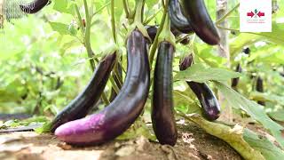 Kisah Sukses Petani Terong Ungu YUVITA F1