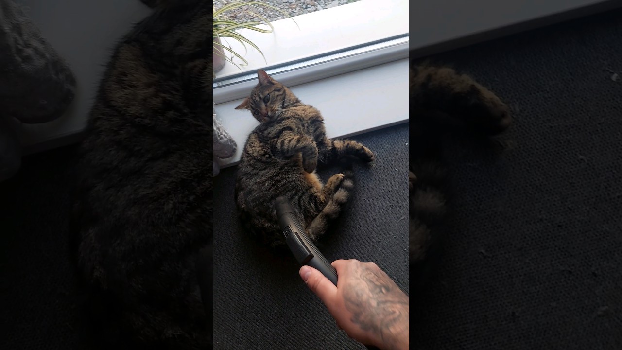 Cat vs Vacuum cleaner! 